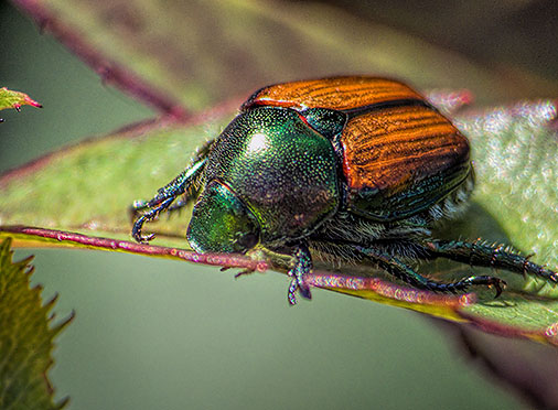 Japanese Beetle At Work DSCF07126