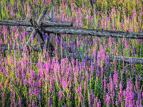 Purple Loosestrife DSCF07211-3