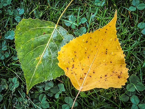 First Sign Of Autumn 20130827