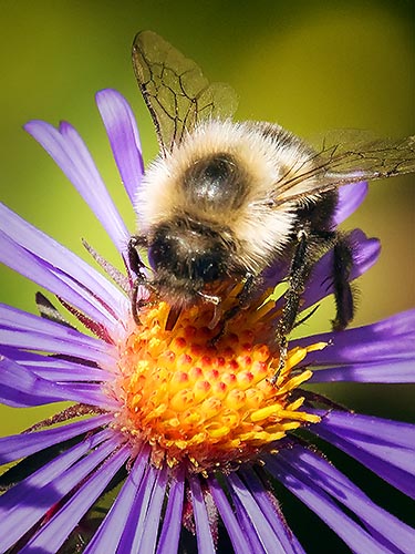 Busy Bee DSCF09109