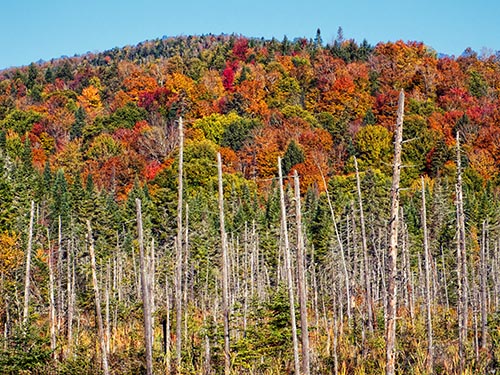 Autumn Mountainside DSCF09417