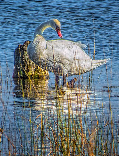 Wading Swan DSCF09753