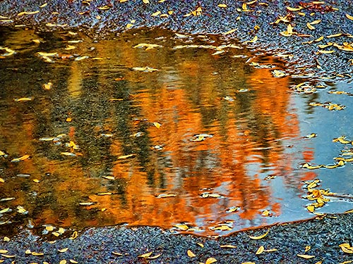 Autumn Reflection DSCF09828