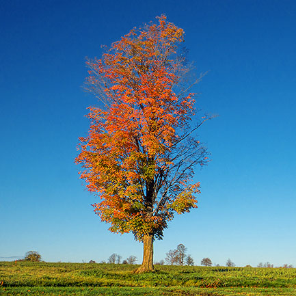 Lone Autumn Tree 20131008