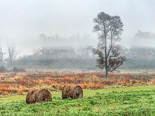 Bales & Tree 20131012