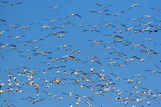 Big Flock Of Snow Geese 72634