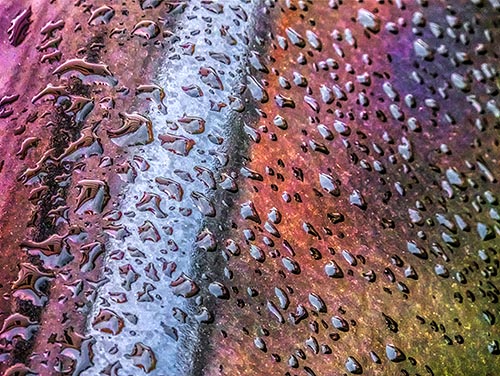 Grill Droplets DSCF11391-3