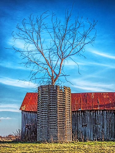 Silo Tree DSCF11502-4