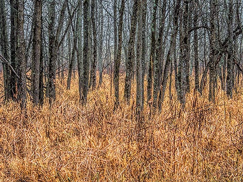 Late Autumn Woods DSCF11745-7