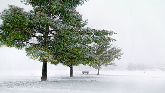 Three Trees & Bench In Fog 20131202