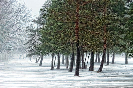 Pines In Fog 20140114