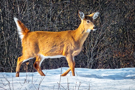 White-tailed Deer DSCF12578