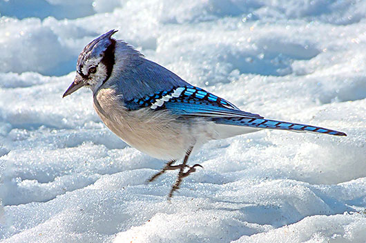 Jumping Jay DSCF12585