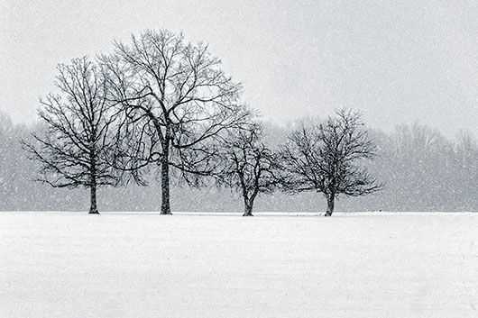 Four Trees In Snowfall DSCF13042