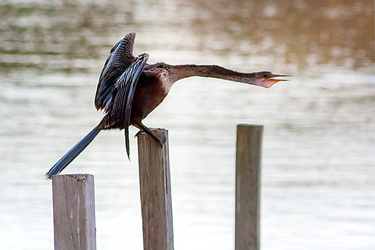 Anhinga on a Piling 2353