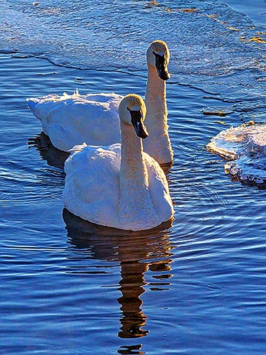 Two Swans Aswimming 43176