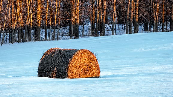 Bale In Snow P1000432-4