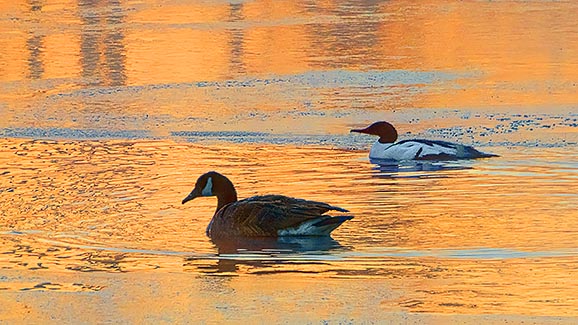 Sunrise Birds 20140327