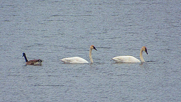 Goose & Two Swans DSCF14364