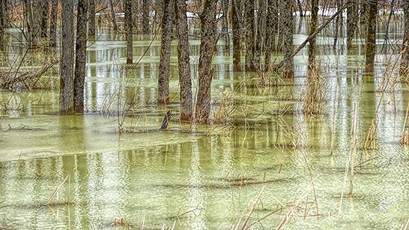 Flooded Woods P1010426