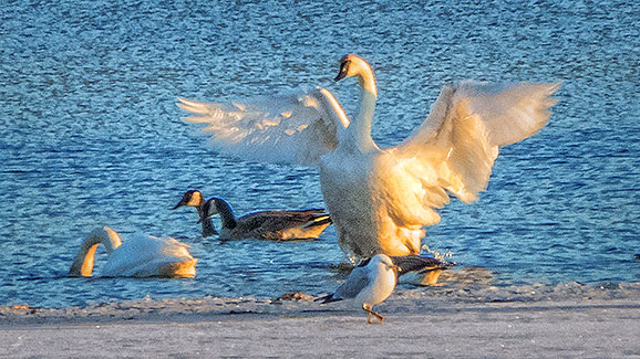 Swan At Sunrise 20140406