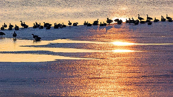 Geese On Ice At Sunrise P1010518