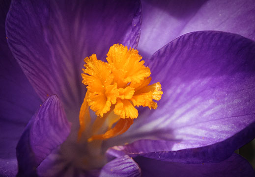 Crocus Closeup P1020342