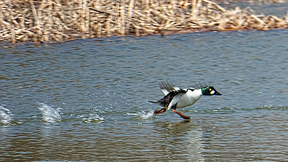 Running Duck P1020569