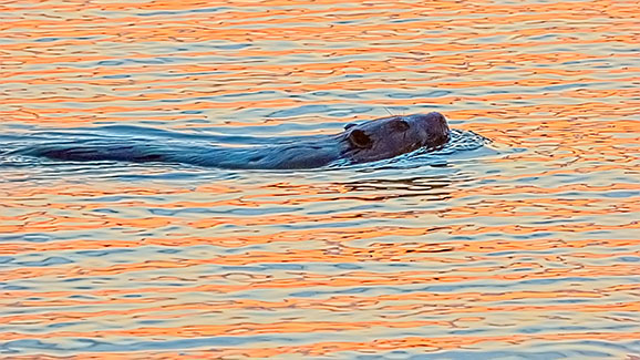 Swimming Beaver At Sunrise 20140423