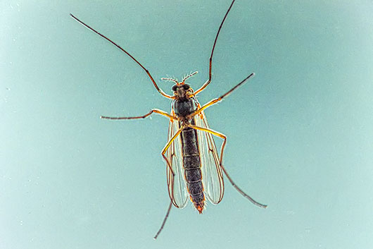 Bug Closeup DSCF14576