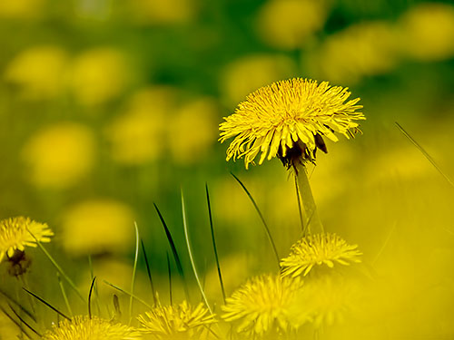 Dandelions 20140510