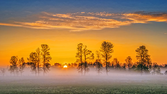 Sunrise Trees In Mist 20140525