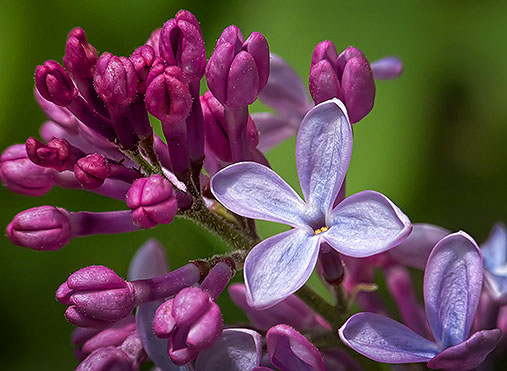 Blooming Lilac Closeup DSCF15603