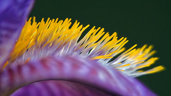 Iris Beard Closeup 20140529