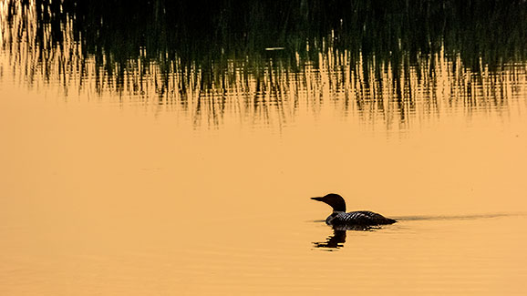 Loon At Sunset P1040908