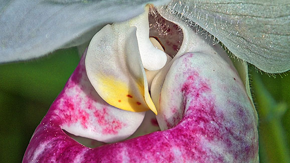 Showy Ladys Slipper Orchid Closeup DSCF16147-9