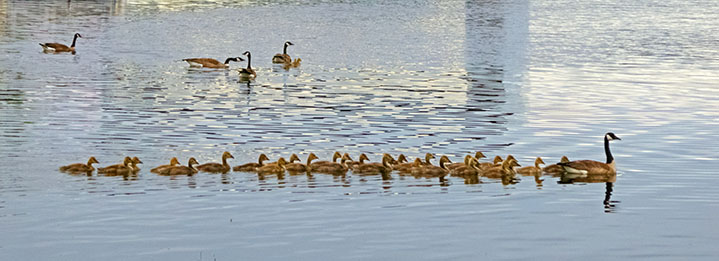 Gosling Flotilla P1050530