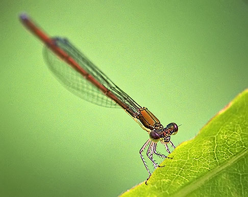 Damselfly DSCF16335