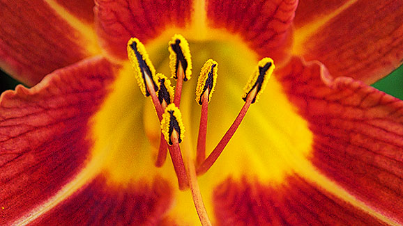 Daylily Closeup 20140704