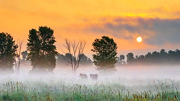 Foggy Sunrise 20140708