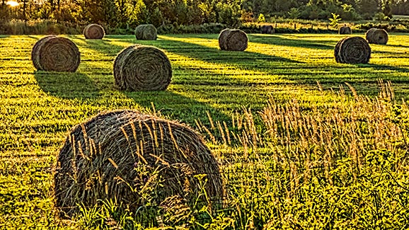 Bales & Sunrise Shadows 20140716