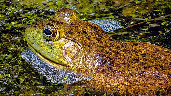 Foamy Frog DSCF16762-4