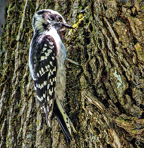 Downy Woodpecker DSCF16782