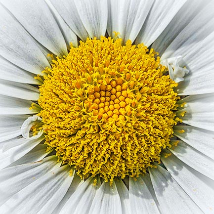 Daisy Closeup DSCF16791