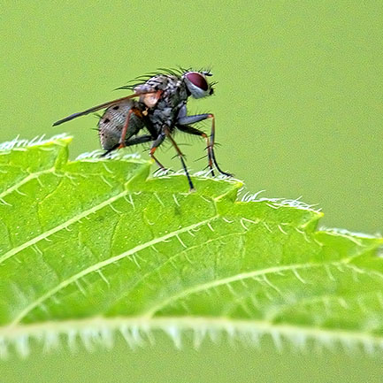 One Ugly Bug DSCF16665