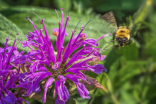 Bee Leaving Beebalm DSCF17568