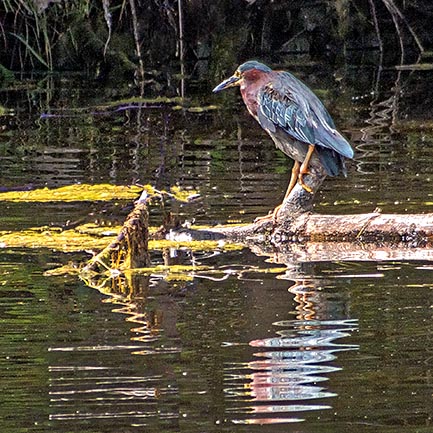 Green Heron On A Log DSCF17684