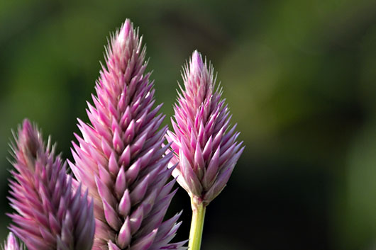 Spiky Pink Flowers DSCF17285