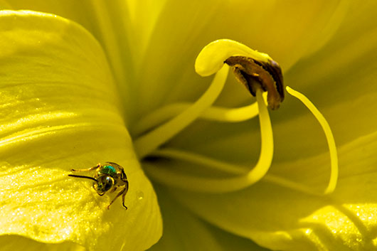 Bug On A Yellow Lily DSCF17454