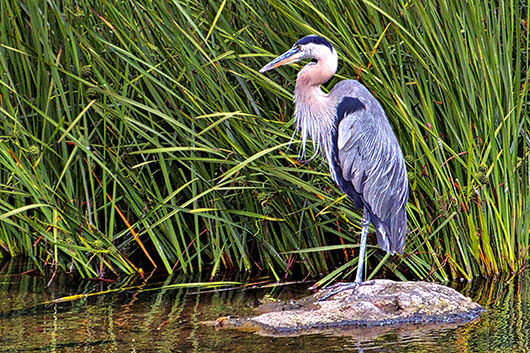 Heron On A Rock DSCF17750